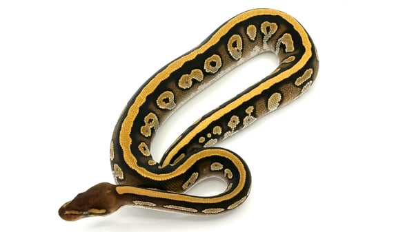 ボールパイソン Cafe Mojave het Ghost