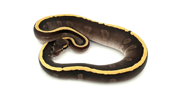 ボールパイソン GHI Cafe Mojave het Ghost