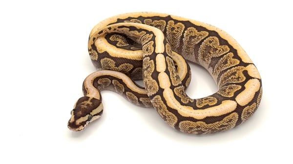 ボールパイソン Spider GHI Mojave het Ghost probable Cafe