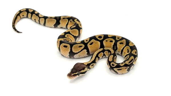 ボールパイソン Pastel thet Ghost DG VPI Axanthic