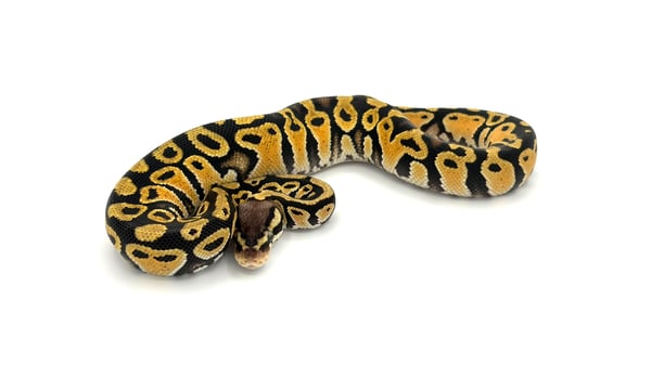 ボールパイソン Pastel het Clown