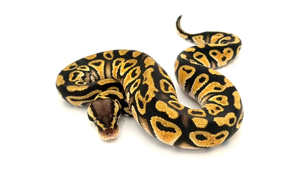 ボールパイソン Pastel het Clown