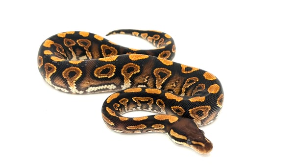 ボールパイソン Black Pastel YB dhet Ghost Clown