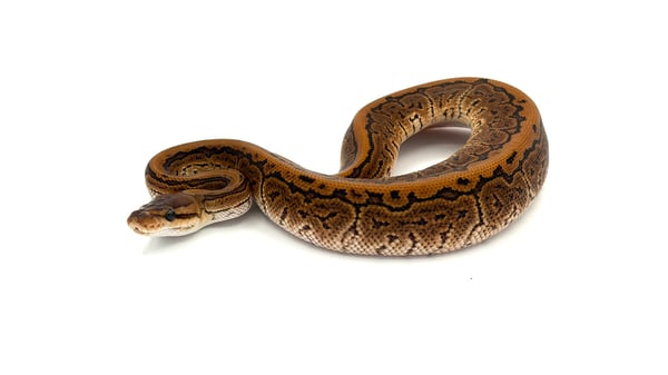 ボールパイソン Black Pastel Pinstripe dhet Ghost Clown