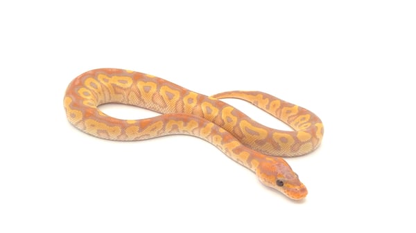 ボールパイソン Banana RS Clown poss Cypress