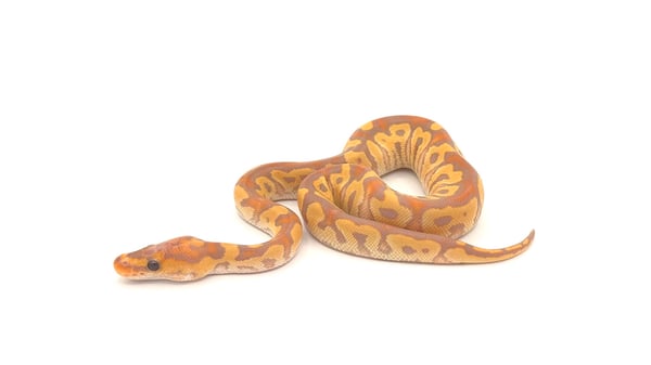 ボールパイソン Banana Clown poss Cypress