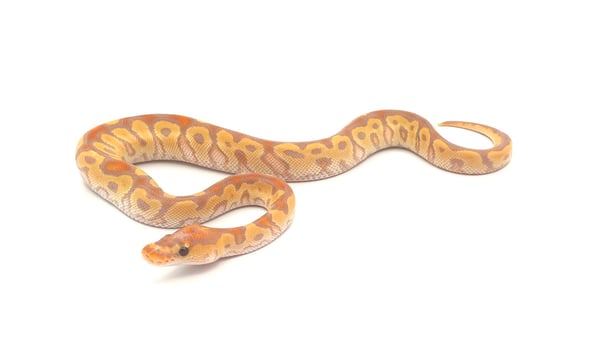 ボールパイソン Banana Clown poss Cypress